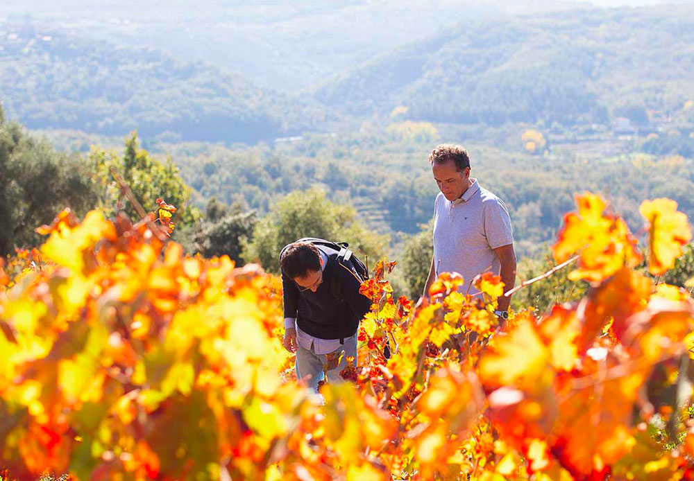 Cámbrico: Una Historia de Pasíon y Recuperación