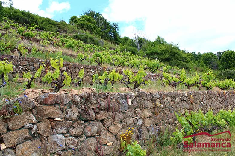 Apreciamos el vino de Salamanca